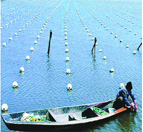 如何巧妙的使用游泳池消毒劑